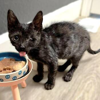Domestic Short Hair Cats Available for Adoption in Springfield, Oregon - Lupita | PetCurious