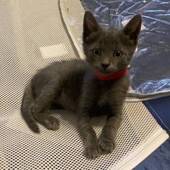 Rescue Domestic Short Hair Cats for Adoption in Lakewood, California - Koree | PetCurious