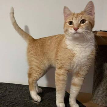 Domestic Short Hair Cats Available for Adoption in Winchester, Virginia - Momma June | PetCurious