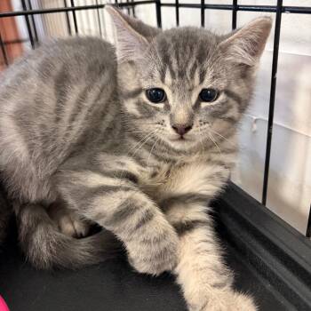 Domestic Short Hair Cats Available for Adoption - McKenzie | PetCurious