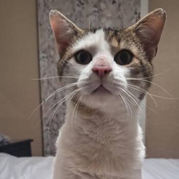 Domestic Short Hair Cats Available for Adoption in Dubois, Pennsylvania - Homer | PetCurious