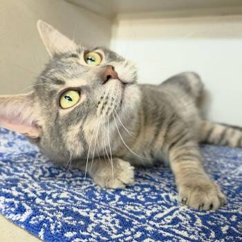 Domestic Short Hair Cats Available for Adoption in Michigan City, Indiana - Pesto | PetCurious