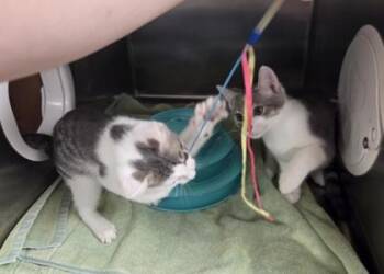 Thing 2 -  Domestic Short Hair Cat for Adoption in Westland, Michigan - Thing 2 | PetCurious