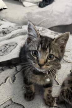 Thelma -  Domestic Short Hair and Tabby Cat for Adoption in Dallas, Texas - Thelma | PetCurious