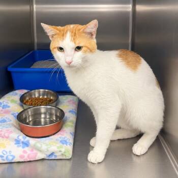 TUSC-Stray-85904 -  Domestic Short Hair Cat for Adoption in Tuscaloosa, Alabama - TUSC-Stray-85904 | PetCurious