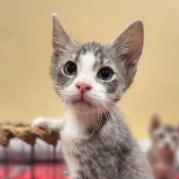 Tommy -  Domestic Short Hair Cat for Adoption in Irvine, California - Tommy | PetCurious