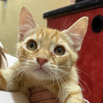 Peanut -  Domestic Short Hair Cat for Adoption in Hemet, California - Peanut | PetCurious