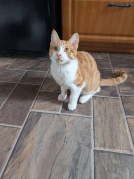 Maximus -  Tabby Cat for Adoption in Montreal, Quebec - Maximus | PetCurious