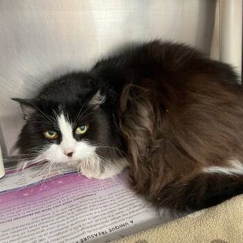 Rescue Domestic Long Hair Cats for Adoption in Roanoke, Virginia - Bella | PetCurious