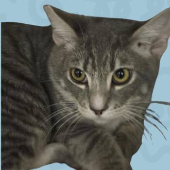 Sabor -  Domestic Medium Hair Cat for Adoption in Reno, Nevada - Sabor | PetCurious