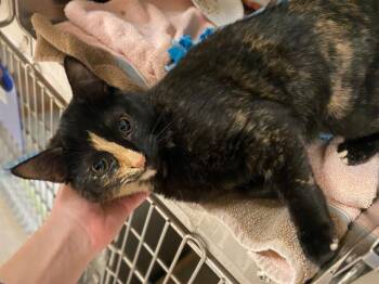 Domestic Short Hair Cats Available for Adoption - RUNA | PetCurious