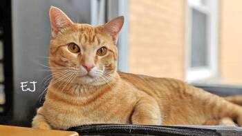 Domestic Short Hair Cats Available for Adoption - EJ | PetCurious