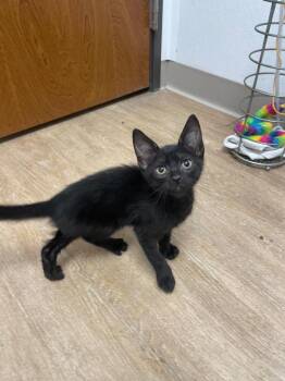 Othello -  Domestic Short Hair Cat for Adoption in Corpus Christi, Texas - Othello | PetCurious
