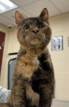 Domestic Short Hair Cats Available for Adoption in Aliquippa, Pennsylvania - CONNIE | PetCurious