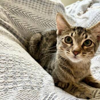 Creek -  Domestic Short Hair Cat for Adoption in NEW PT RICHEY, Florida - Creek | PetCurious