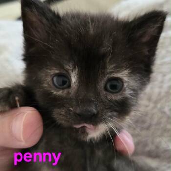 Penny -  Domestic Short Hair Cat for Adoption in Spring Hill, Kansas - Penny | PetCurious