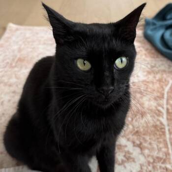 Titania -  Domestic Short Hair Cat for Adoption - Titania | PetCurious
