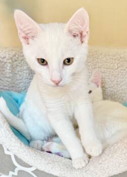 Snowball -  Domestic Short Hair Cat for Adoption in Alameda, California - Snowball | PetCurious