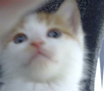 Domestic Medium Hair Cats Available for Adoption in Dallas, Texas - CHIPS | PetCurious