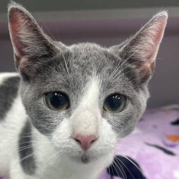 Junie -  Domestic Short Hair Cat for Adoption in Newark, New Jersey - Junie | PetCurious