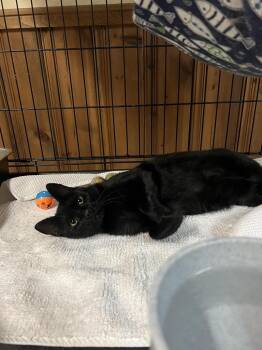 Furr-nando -  Domestic Short Hair Cat for Adoption in Ontario, Oregon - Furr-nando | PetCurious