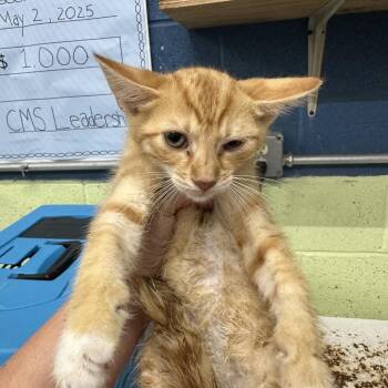 red -  Domestic Short Hair Cat for Adoption in Corbin, Kentucky - Red | PetCurious