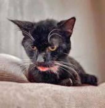 Rescue Domestic Short Hair Cats for Adoption in Portsmouth, Ohio - Zeb | PetCurious