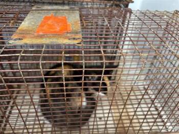 A657990 -  Domestic Short Hair Cat for Adoption in Houston, Texas - A657990 | PetCurious