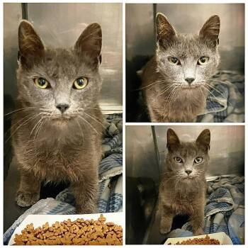 Broccoli -  Domestic Short Hair Cat for Adoption in New York, New York - Broccoli | PetCurious
