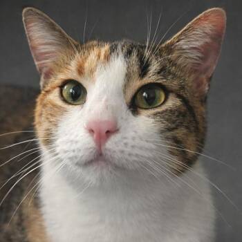Domestic Short Hair Cats Available for Adoption - Perla | PetCurious