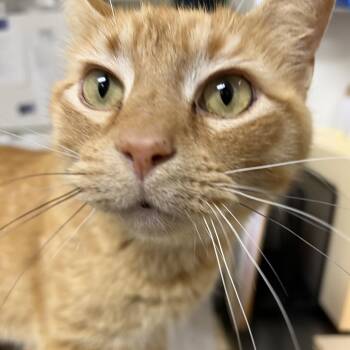 Domestic Short Hair Cats Available for Adoption in Pekin, Illinois - Cruz | PetCurious