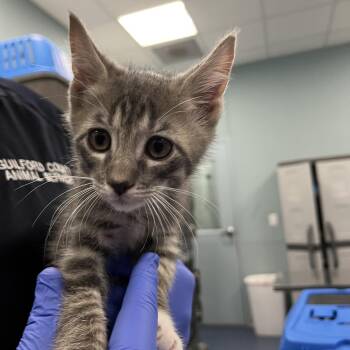 Toast -  Domestic Short Hair Cat for Adoption in Greensboro, North Carolina - Toast | PetCurious
