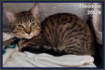 THEODORE (see also ALVIN) -  Domestic Short Hair and Tabby Cat for Adoption in Marietta, Georgia - THEODORE (see Also ALVIN) | PetCurious