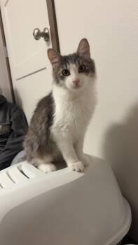 Rescue Domestic Medium Hair Cats for Adoption in Zimmerman, Minnesota - Elliot | PetCurious