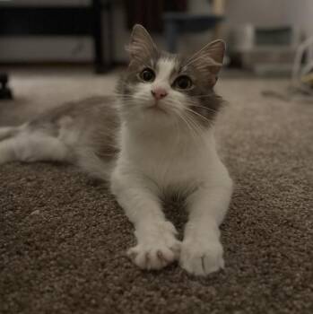 Sugar Muffin -  Domestic Medium Hair Cat for Adoption in Cincinnati, Ohio - Sugar Muffin | PetCurious