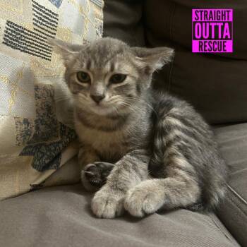 Haze -  Domestic Short Hair Cat for Adoption in Vancouver, British Columbia - Haze | PetCurious