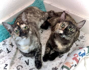 Rescue Tortoiseshell and Domestic Short Hair Cats for Adoption in San Luis Obispo, California - Purrrl & Swirl - Artsy Tortie Sisters | PetCurious