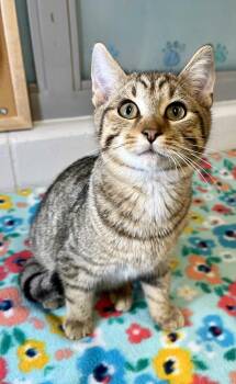 Rescue Domestic Short Hair Cats for Adoption in Moundsville, West Virginia - Wood | PetCurious
