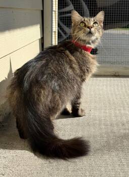 Gilly -  Domestic Long Hair Cat for Adoption in Kingsland, Georgia - Gilly | PetCurious