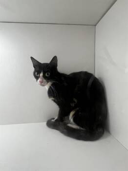 MOANA -  Domestic Short Hair Cat for Adoption in Winter Haven, Florida - MOANA | PetCurious