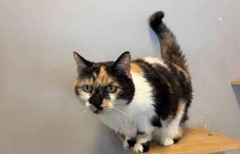 Domestic Short Hair Cats Available for Adoption - Holly | PetCurious