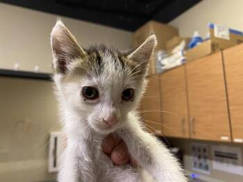 BUG -  Domestic Short Hair Cat for Adoption in Modesto, California - BUG | PetCurious