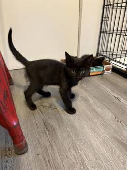 Domestic Short Hair Cats Available for Adoption in Orlando, Florida - SIRIUS | PetCurious