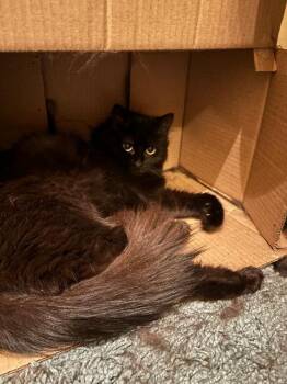 Chia -  Domestic Long Hair Cat Available for Adoption in Pawtucket, Rhode Island - Chia | PetCurious