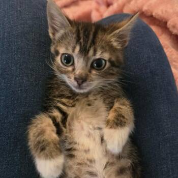 Hetty -  Domestic Short Hair Cat for Adoption in Belfair, Washington - Hetty | PetCurious