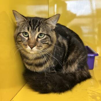 Maverick -  Domestic Long Hair Cat for Adoption in Abilene, Texas - Maverick | PetCurious