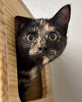 Imogen -  Domestic Short Hair Cat for Adoption in Fort Collins, Colorado - Imogen | PetCurious