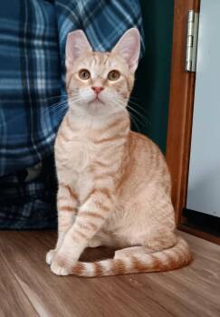 Cedric -  Domestic Short Hair Cat for Adoption in Springfield, Oregon - Cedric | PetCurious