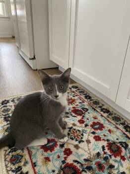 C337 Litter Vinny -  Domestic Short Hair and Tabby Cat for Adoption in Livonia, Michigan - C337 Litter Vinny | PetCurious