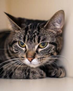 Moose -  Domestic Short Hair Cat for Adoption in Pequot Lakes, Minnesota - Moose | PetCurious